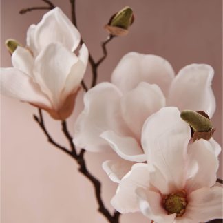 Magnolia Willow Dishwashing Liquid