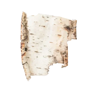 Woodland Spruce Classic Candle