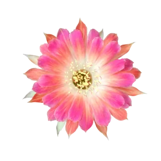 Midnight Cactus Classic Candle