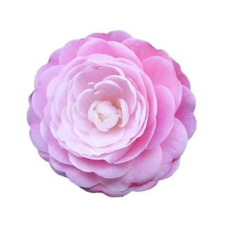 Duchess Peony Signature Candle