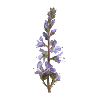 Spike Lavender Signature Candle