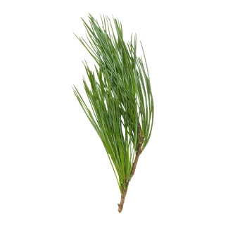 Midnight Cactus Classic Candle