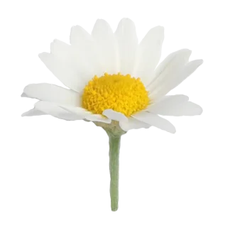 Chamomile Lavender Classic Candle