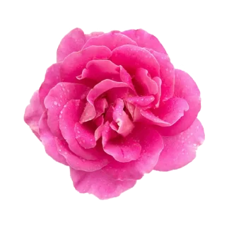 Blush Rose Pura Smart Device Refill