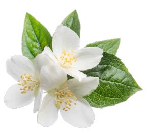 Andean Myrtle Signature Candle