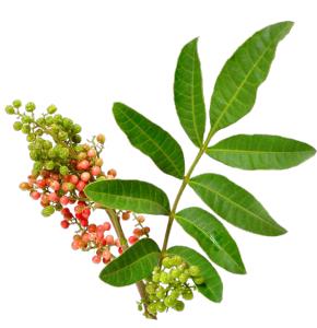 Andean Myrtle Signature Candle
