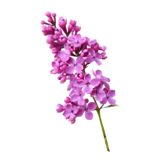French Lilac Classic Candle