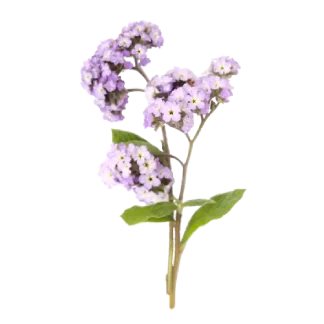 French Lilac Classic Candle