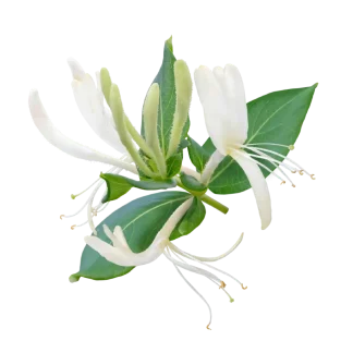 Wild Honeysuckle Signature Candle