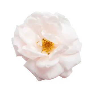 Blush Rose Pura Smart Device Refill