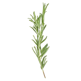 Rosemary Eucalyptus Signature Candle