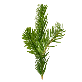 Woodland Spruce Classic Candle
