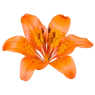Jungle Bloom Signature Candle